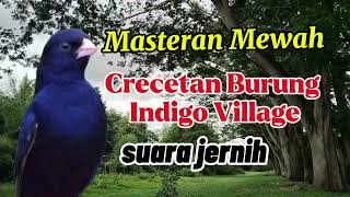 Download lagu Masteran burung indigo village gacor #masteranburung mp3