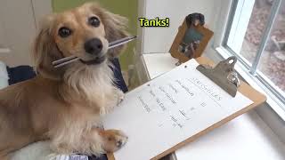 Ep#10: Ain't No Puppy No More! - Daphneโs Vlog (Cute Dachshund Video!)