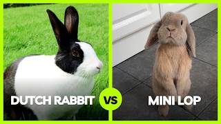 Dutch Rabbit vs Mini Lop | Which Rabbit Is the Best Pet for Beginners?