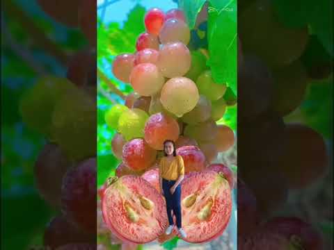 , title : 'Satisfying #grapes #sweet #baby #girl #shorts #yummy #viral #reels #trending #fruitcutting #cutting'