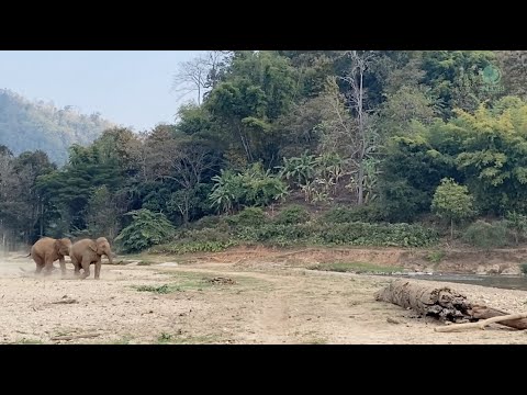 Elephant Rush To The River In A Race - ElephantNews