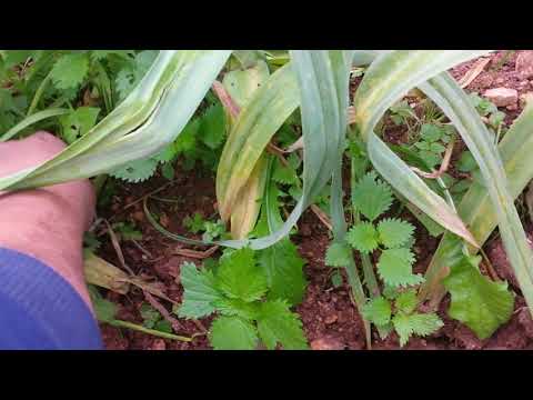 Kif tnaqqi t-tewm (Removing weeds within the garlic)