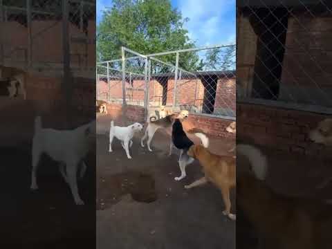 The Dog With the Most AURA I’ve Ever Seen 🐕✨ | High Vibrational Energy #alpha  #dogs  #dogshorts