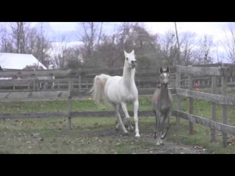 Dakilah CAHR   Medium