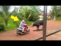 TRY NOT TO LAUGH Best Funny Video Compilation Funny Fails Compilation Memes