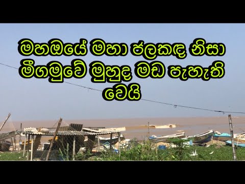 මහඔයේ වතුරින් මුහුදත් මඩ පාට වෙලා| Negombo beach | maha oya #srilanka #weather #nature