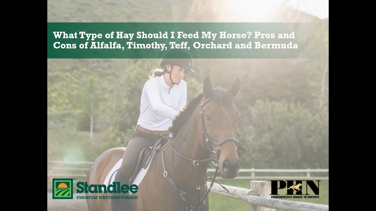 What Type of Hay Should I Feed My Horse?  Pros & Cons of Alfalfa, Timothy, Teff, Orchard and Bermuda