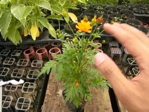 コスモスの種の育て方は？特別な注意が必要ですか?  庭園