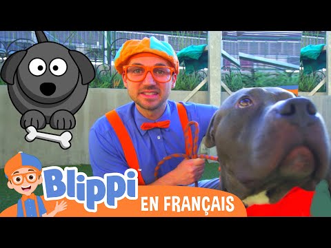 Blippi Visite Un Refuge d’Animaux | Blippi en français | Vidéos éducatives pour enfants
