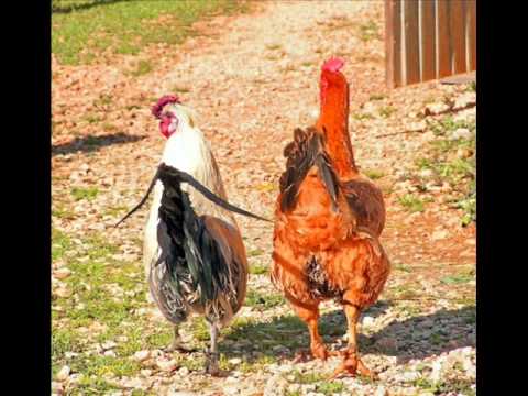 Amanhecer Na Roça video