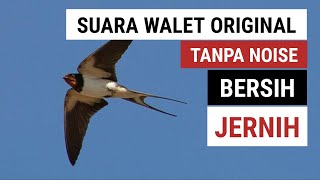 Download lagu SUARA PANGGIL BURUNG WALET ORIGINAL TANPA NOISE, BERSIH DAN JERNIH | SWIFT BIRDS CALL mp3 Download lagu SUARA PANGGIL BURUNG WALET ORIGINAL TANPA NOISE, BERSIH DAN JERNIH | SWIFT BIRDS CALL mp3