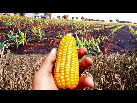 How to Plant Corn🌽 Very Easy | Step by Step | Growing Yellow Corn