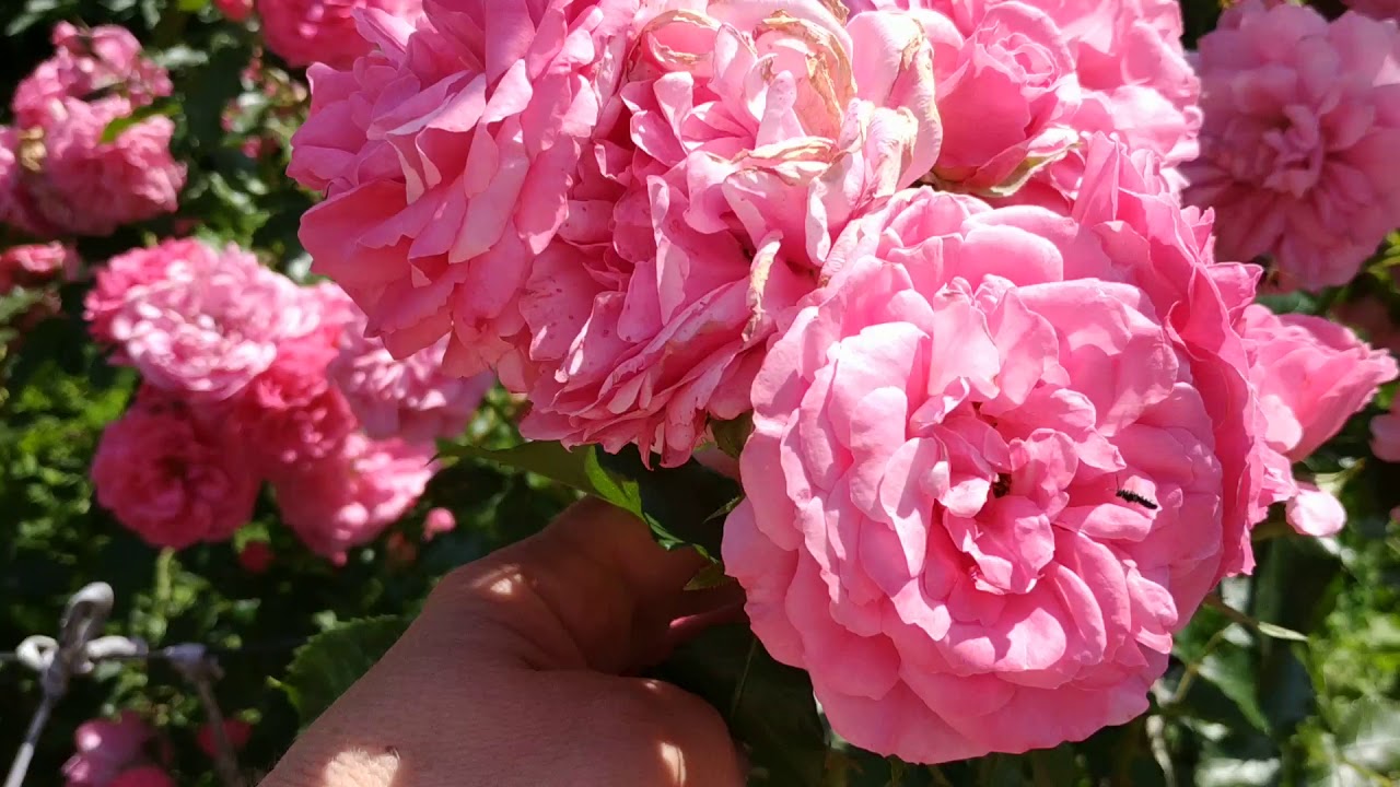 &quot;Розариум Ютерсен&quot;-шикарная беспроблемная роза!!!!