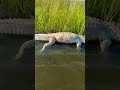 Discovered a dead alligator while kayak fishing