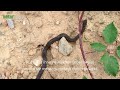 Schlingnatter I Coronella Austriaca I Smooth Snake I Culebra Lisa I Coronelle Lisse I Bad M A S