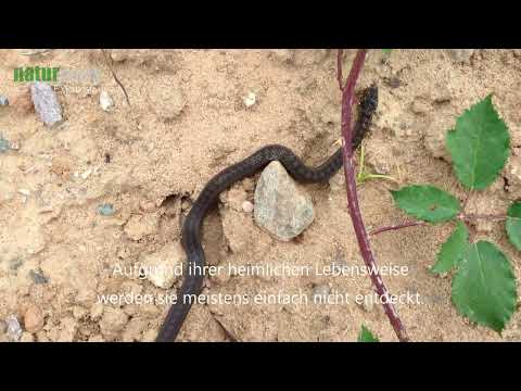 Užovka hladká (Coronella austriaca) — Schlingnatter, multilangválny záznam