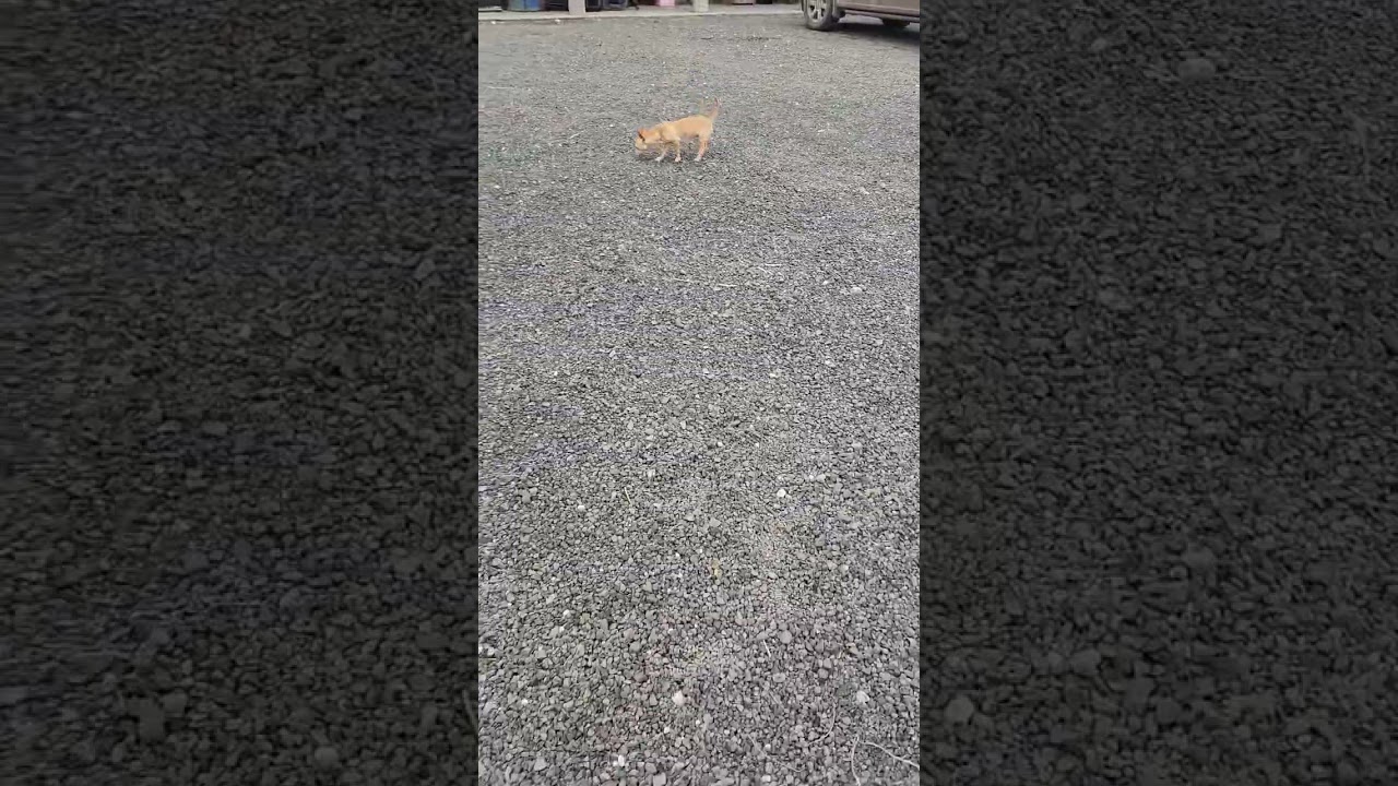 Austin, a Adoptable mixed breed in Spanaway, WA video 5/6