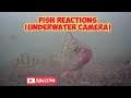 Video Thumbnail for Yellow perch underwater camera ?? #fishing #nature #underwater