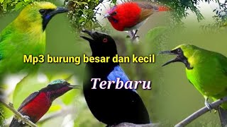 Download lagu MP3 BURUNG BESAR DAN KECIL...sikat semua burung hutan mp3