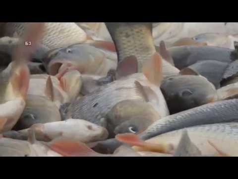 Napravio savrsen poluintenzivni - saranski ribnjak -  prodaja mladji  - ukusna riba