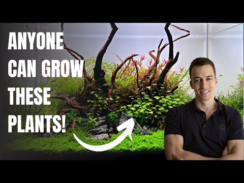 Top 10 Easy Aquarium Plants for Beginners