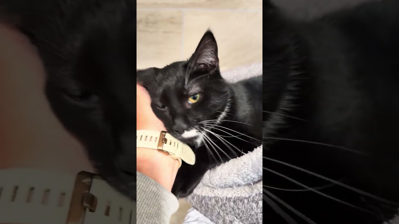 Enlarge Dawson, a ADOPTABLE Domestic Short Hair in Manhasset, NY video 3/3