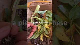 Ordering Fall Plants Online a mistake?