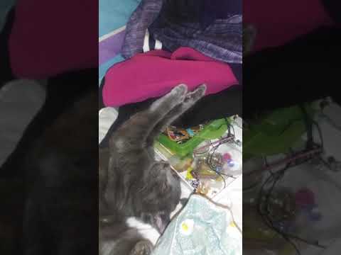 Fred, sweet, and Boob