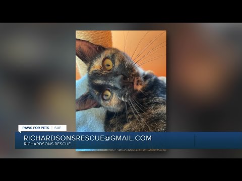 Paws for Pets: Sue, a great mix of goofy and sweet - YouTube