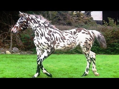 World's RAREST Horse Breeds Ever!