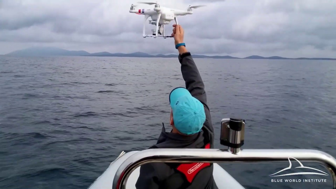 Use of drones in Blue World Institute's dolphin research