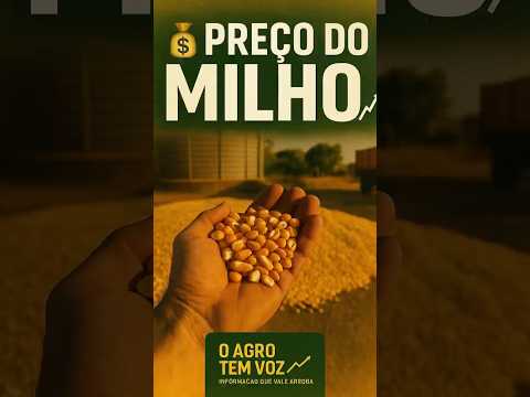Milho– Mercado Disponível | 25/07/2026