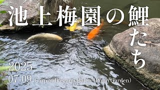 池上梅園の鯉たち 2025年7月〜9月