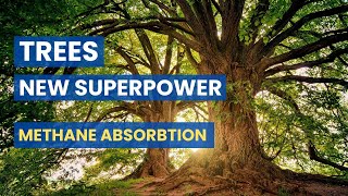 Tree Barks Can Absorb Methane