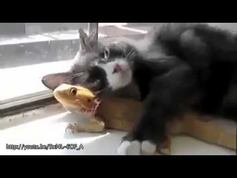 異類動物 親親
