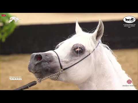 N 171 ASEEL AL JASASIYA   6th Qatar Nat  Arabian Peninsula HS for individual Owners   Stallions 4 6