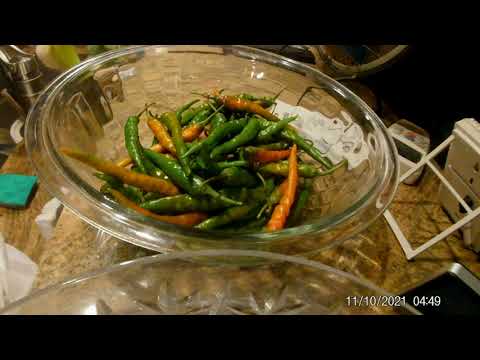 Cayenne pepper ripening time lapse