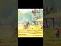 Memes Motivation Saurabhjoshivlogs Elephant Elephantmeme Ghora2