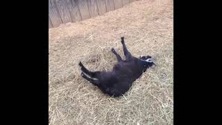 goat gif