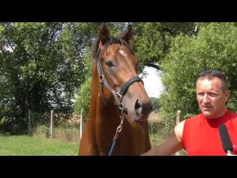 SITA, Pred derby 2016