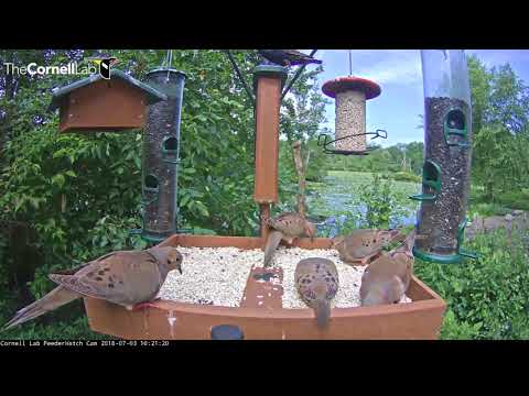Red-bellied Woodpecker Controls The Suet Feeder – July 3, 2018