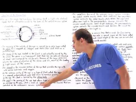 Structure of the Human Eye