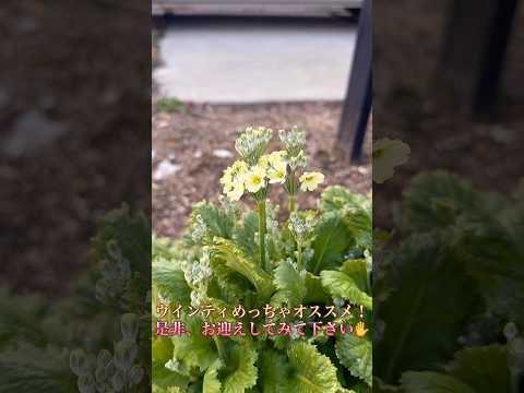 アジアユリの植え方は？メンテナンスと開花  庭園