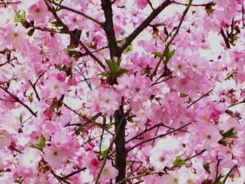 Giacomo Puccini "Un bel di vedremo..." from Madama Butterfly