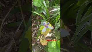 Wild Orchids #orchids #flowers #lys -#daily #shorts