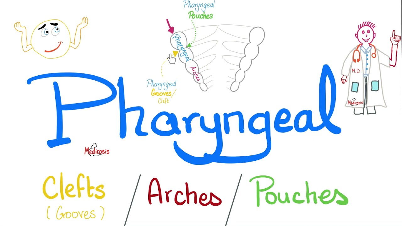 Pharyngeal Arches, Pouches, and Clefts (Grooves) - Branchial Apparatus - Embryology