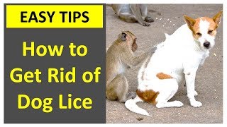 How to Get Rid of Dog Lice - How to Get Rid of Dog Lice on puppies