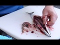 Master Fishmonger Standard Guide To Gutting And Gilling Mackerel