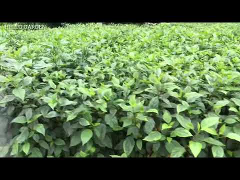 迷宮| 迷宮落雨🌧️行🚶🏻‍♀️？｜迷宮好去處