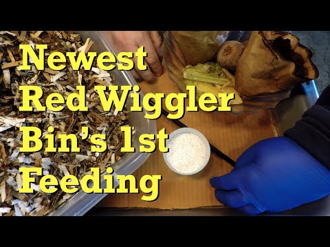 Newest 2 week old red wiggler worm bin's first feeding - vermicompost
